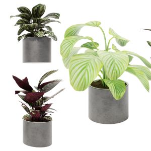 Calathea Collection 3