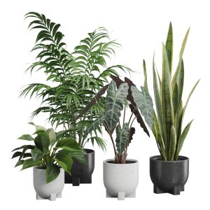 Indoor Plants Pack 55