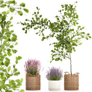 Beautiful Plants In A Basket Lavender Bush Tree