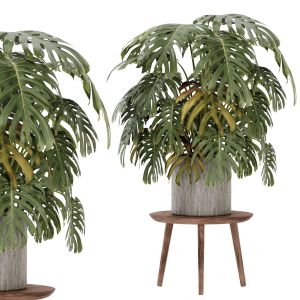 Indoor Plant Set49