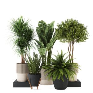 Indoor Plant Set50