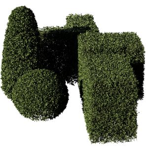 5 Shaped Boxwood