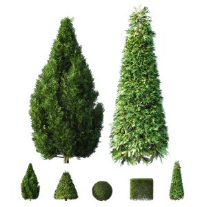 Evergreen Shrubs Cone Shaped Dwarf Yaupon Holly