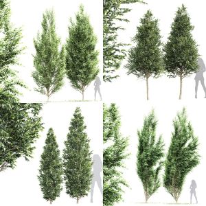 5 Different SETS Of Tree. SET VOL13