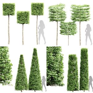 5 Different SETS Of Tree. SET VOL14