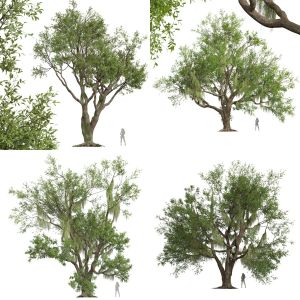 4 Different SETS Of Tree. SET VOL15