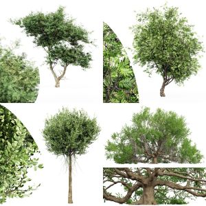 5 Different SETS Of Tree. SET VOL19