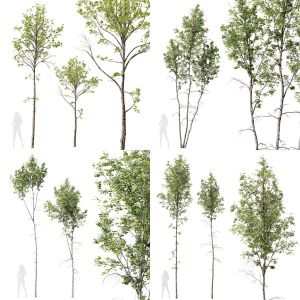 5 Different SETS Of Tree. SET VOL20