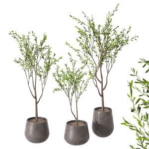 Olive Trees Set