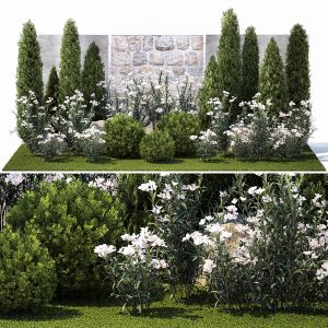 Garden Thuja, Cypress, Pine And Nerium Oleander