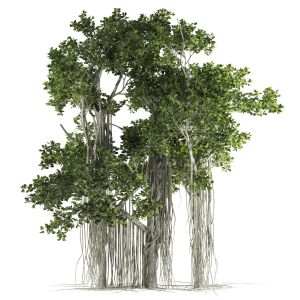 Ficus Bonsai Decoration Tree