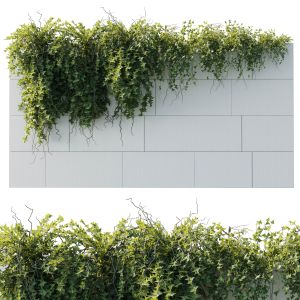 Ivy Hanging From The Wall - Outdoor Plants Set 173