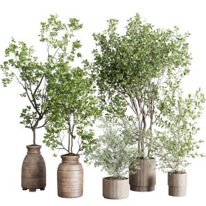 Indoor Plant Set 413 Pot Tree In A Concrete Dirt A