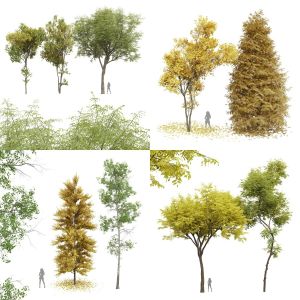 5 Different SETS Of Tree. SET VOL24