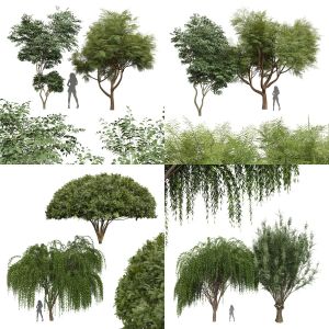 5 Different SETS Of Tree. SET VOL25