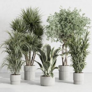 Indoor Plant Set 414 Plant Ficus Elastica Tree Pal