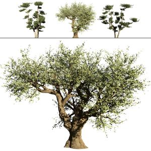 Olive Grove Trees