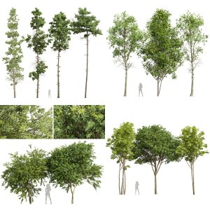 5 Different SETS of Tree. SET VOL33