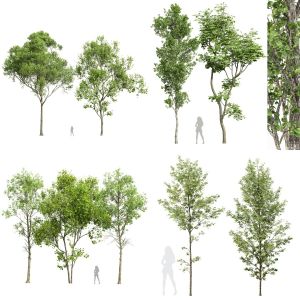 5 Different SETS of Tree. SET VOL34