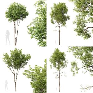 5 Different SETS of Tree. SET VOL35