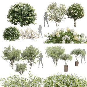 5 Different SETS of Shrub. SET VOL36