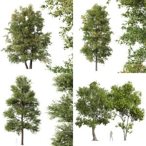 5 Different SETS of Tree. SET VOL37