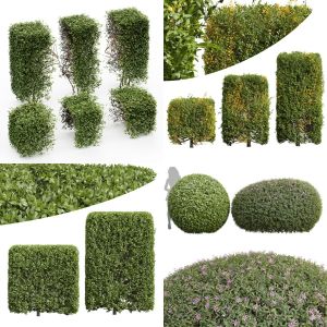 5 Different SETS of Bush. SET VOL38