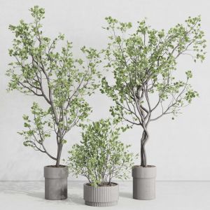 Indoor Plant Set 416 Plant Tree Palm Bush Concrete