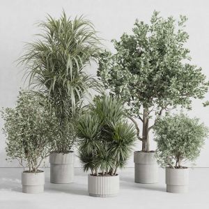 Indoor Plant Set 415 Plant Tree Palm Bush Concrete