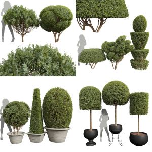 5 Different SETS of Shrub. SET VOL40