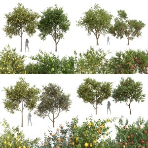 5 Different SETS of Tree. SET VOL41