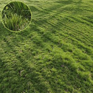 Grass Agricultural Field