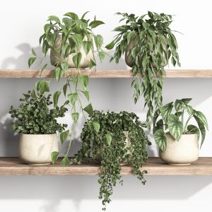 Plants On Shelf 14