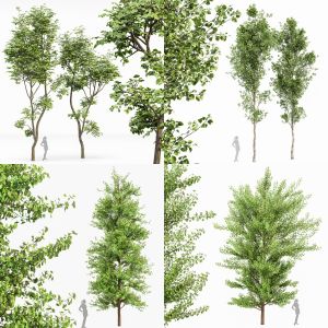 5 Different SETS of Tree. SET VOL54