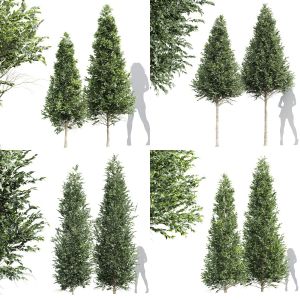 5 Different SETS of Tree. SET VOL55