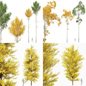 5 Different SETS of Tree. SET VOL58