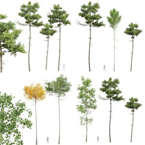 5 Different SETS of Tree. SET VOL59