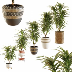 Collection Of Plants. Dracaena