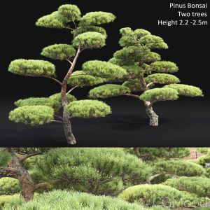 Pinus_bonsai_02