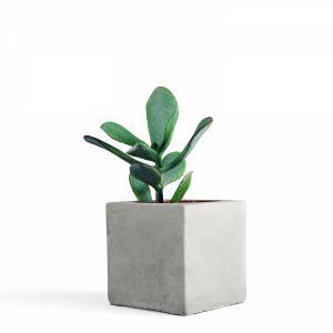 3d Scanned - Concrete Pot + Succulent