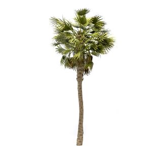 Washingtonia Robusta Palm