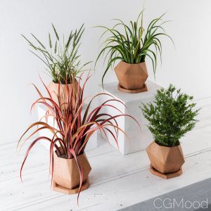 Plants And Pot Decor