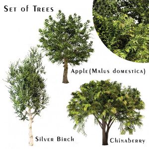 Set Of Trees (Chinaberry, Silver Birch & Apple)