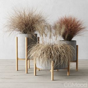 Sedge In Concrete Pots