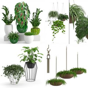 Plants collection vol 7