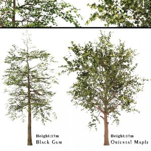 Platanus Orientalis - Black Gum Or Nyssa Sylvatica