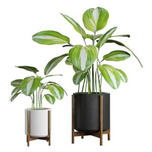 Plant For Decor