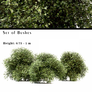 Set Of Buxus (box) Bushes - 3 Sizes