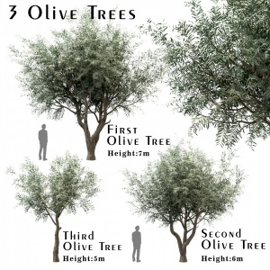 Set Of Olive Trees (olea Europaea) (3 Trees)