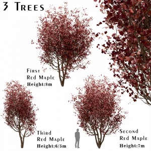 Set Of Red Maple Trees (Acer Rubrum) (3 Trees)